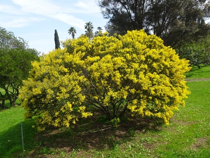 acacia cultriformis
